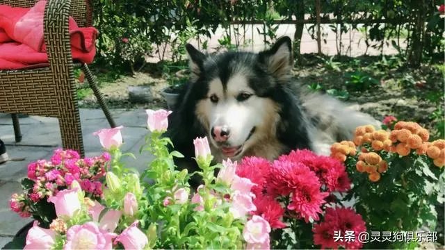 成都市郫都区三道堰小产权房可以买吗？