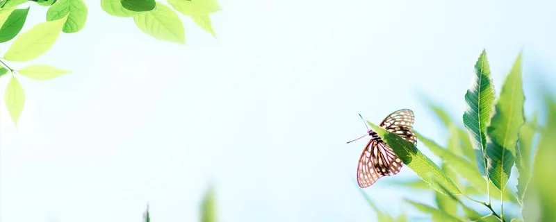 二十四节气分别是什么 中国的二十四节气分别是什么