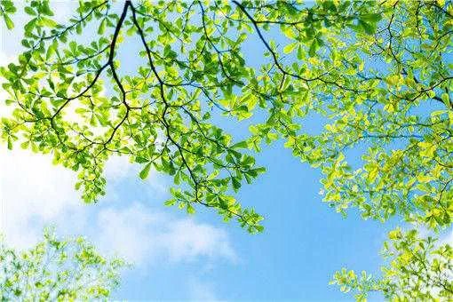 2021年5月5日立夏准确时间几点几分？立夏是不是就是夏天了？