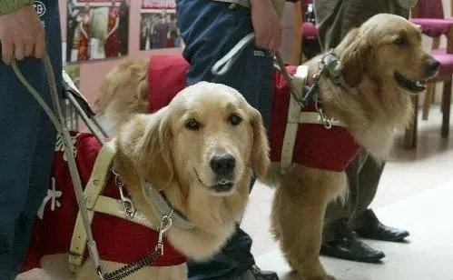 导盲犬退役紧贴主人不肯离开，最终结果是啥样？