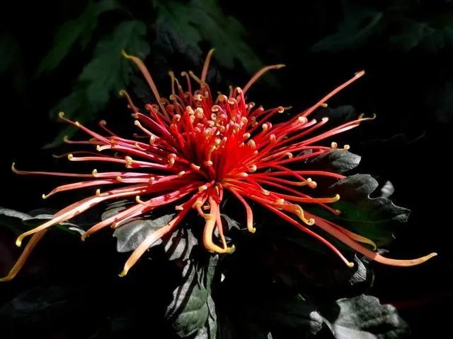 施一公的两任妻子