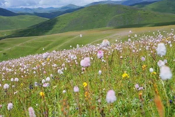 中国哪个草原最漂亮？最值得一去？