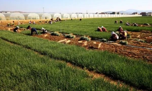 建议鼓励大中小学开设学农实践