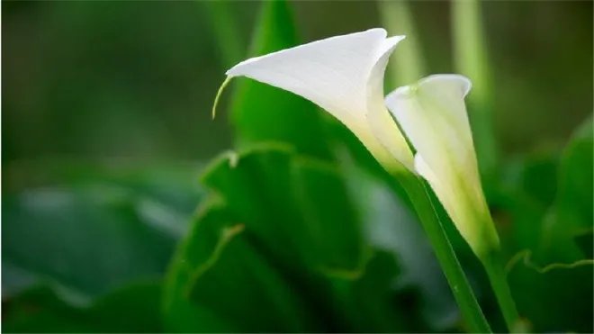 海芋恋是什么意思