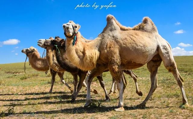 中国哪个草原最漂亮？最值得一去？