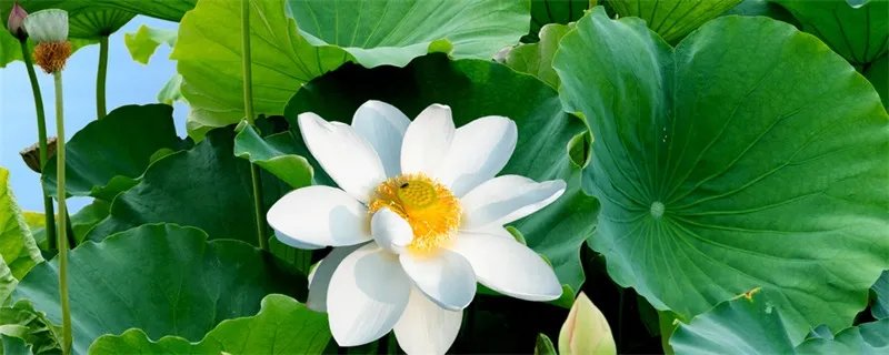 夏至吃什么 夏至要吃的食物