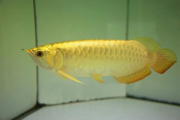 【男子火化金龙鱼】大家来看一看中国天价的金龙鱼?