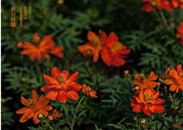 二十四节气图一套 美得令人窒息的二十四节气图