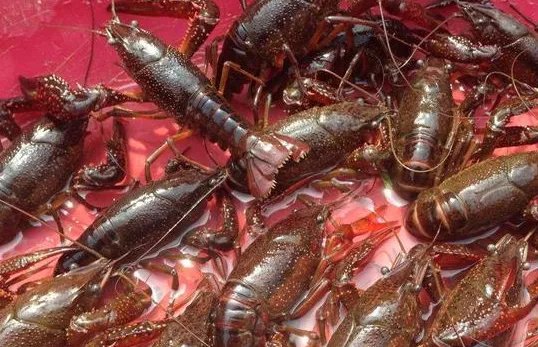 小龙虾收购价为什么几近腰斩？