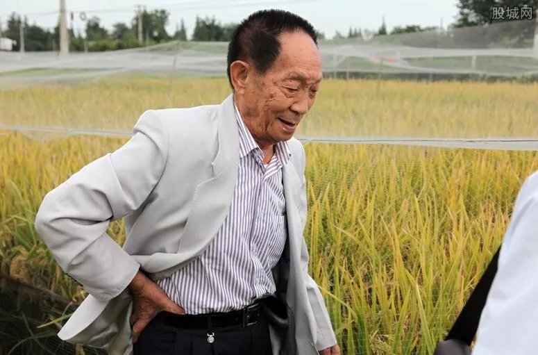 袁隆平超级杂交水稻移栽冲世界纪录 量产2千斤