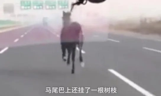 高速上现骏马狂奔是什么情况？