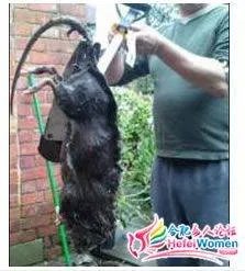 世界上真的有吃人巨鼠吗?