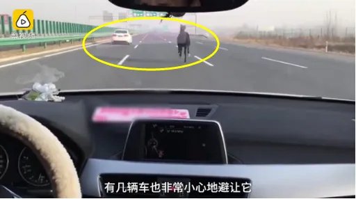 高速上现骏马狂奔是什么情况？