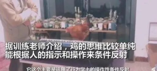 老师教公鸡弹钢琴怎么回事 现场真实画面曝光惊呆众人