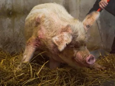 兽医称“猪坚强”已入弥留，它的存在给我们带来了什么精神？