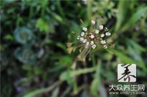 荠菜的功效与作用禁忌有哪些？