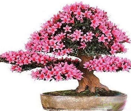 杜鹃花盆景图片鉴赏 如何自制出漂亮的杜鹃花盆景