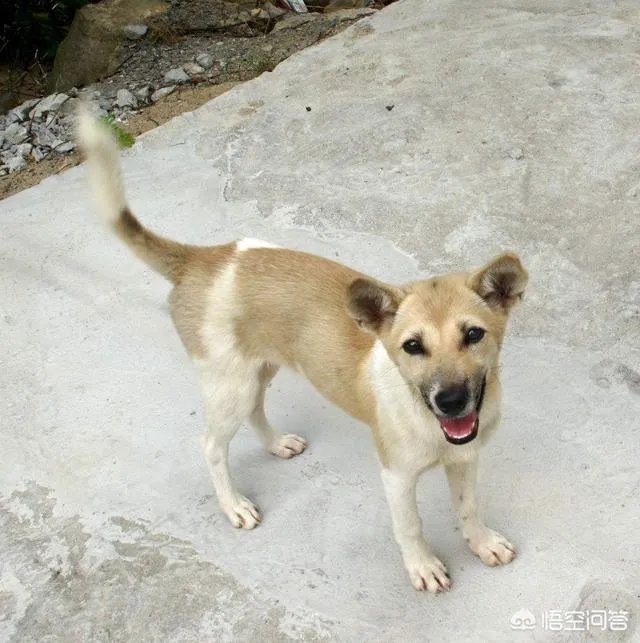 什么狗的耐力最强