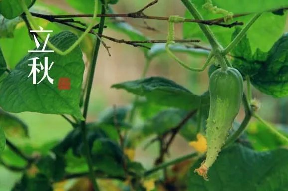 二十四节气图一套 美得令人窒息的二十四节气图