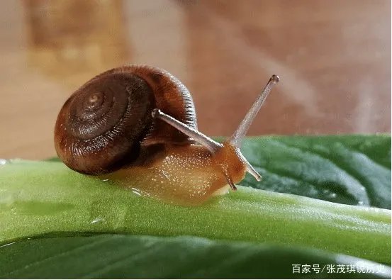 为什么蜗牛不能碰到盐，碰到了盐就会死吗？