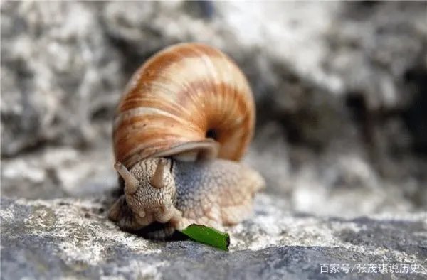 为什么蜗牛不能碰到盐，碰到了盐就会死吗？