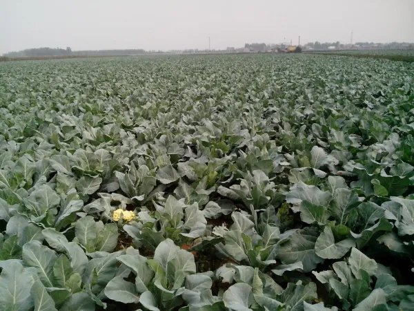 北京多地区气温跌破历史极值，给当地造成了哪些影响？