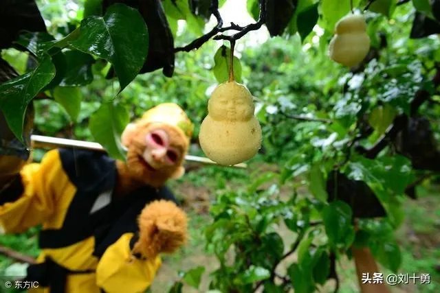 《西游记》中的“灵台方寸山，斜月三星洞”有何象征意义，学艺＝炼心吗？