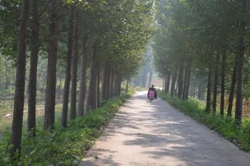 路边树木安呼吸道有什么危害？